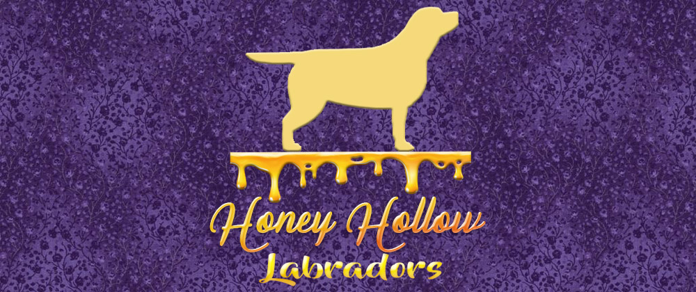 Labrador Retrievers Texas Labradors Texas Labs Texas Honey Hollow Labradors Black Labs Chocolate Labs Yellow Labs Breeders